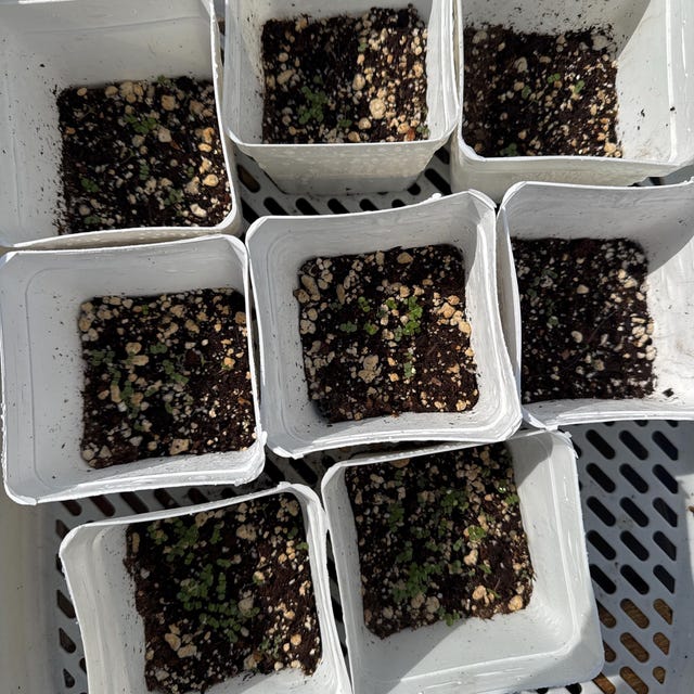 Semillas De Tomillo Rastrero 1000 Unidades - Cubresuelos Perenne, Flores Pequeñas, Ideal Para Jardín, Rocallas Y Entre Baldosas