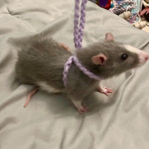Sandra さんが購入した商品の写真を追加しました
