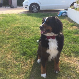 Soyer added a photo of their purchase