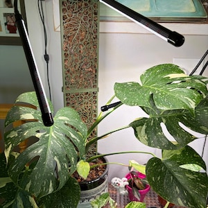 Emily added a photo of their purchase