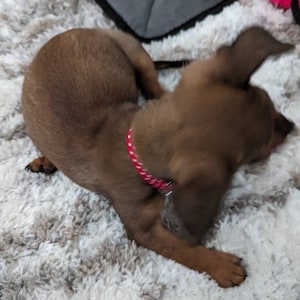 Teacup Harness | Brown Stripe