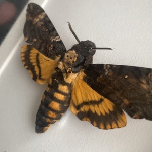 Taxidermy Death's Head Hawk Moth Frame Silence of the - Etsy