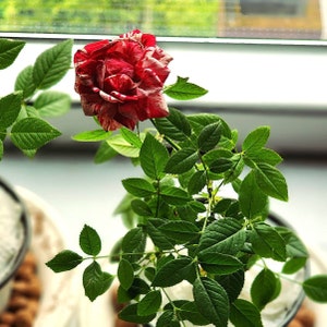 Surprise Rose Box Live Rose Plant Potted Color is One of - Etsy