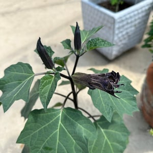 Christy added a photo of their purchase