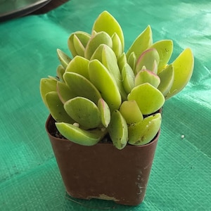 Shannon added a photo of their purchase