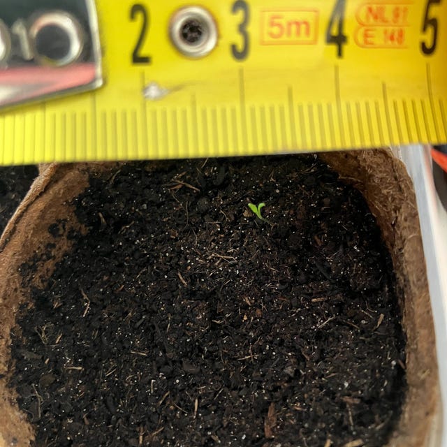 希少なヒマラヤブルーポピーシード25粒---花の種--植物の種