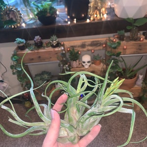 Sami added a photo of their purchase