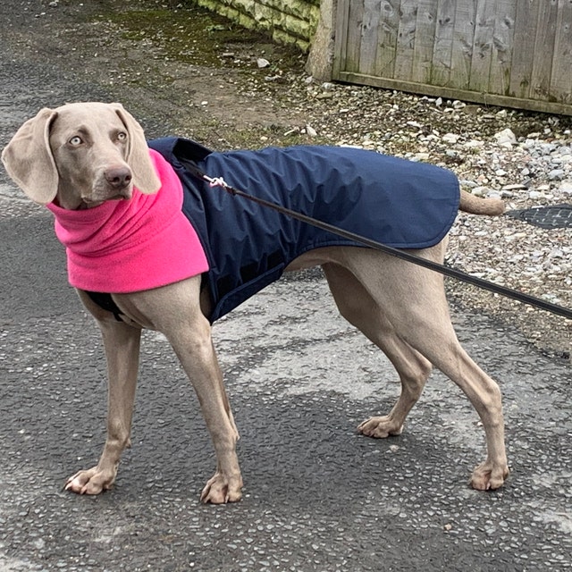 Beautifully crafted handmade dog coats by DashwoodDogCoats