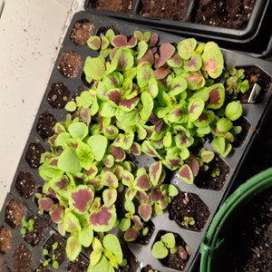 Jeanne added a photo of their purchase