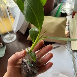 Blue Java Banana Tree Ice Cream Banana Plant Starter Fruit Tree Live ...