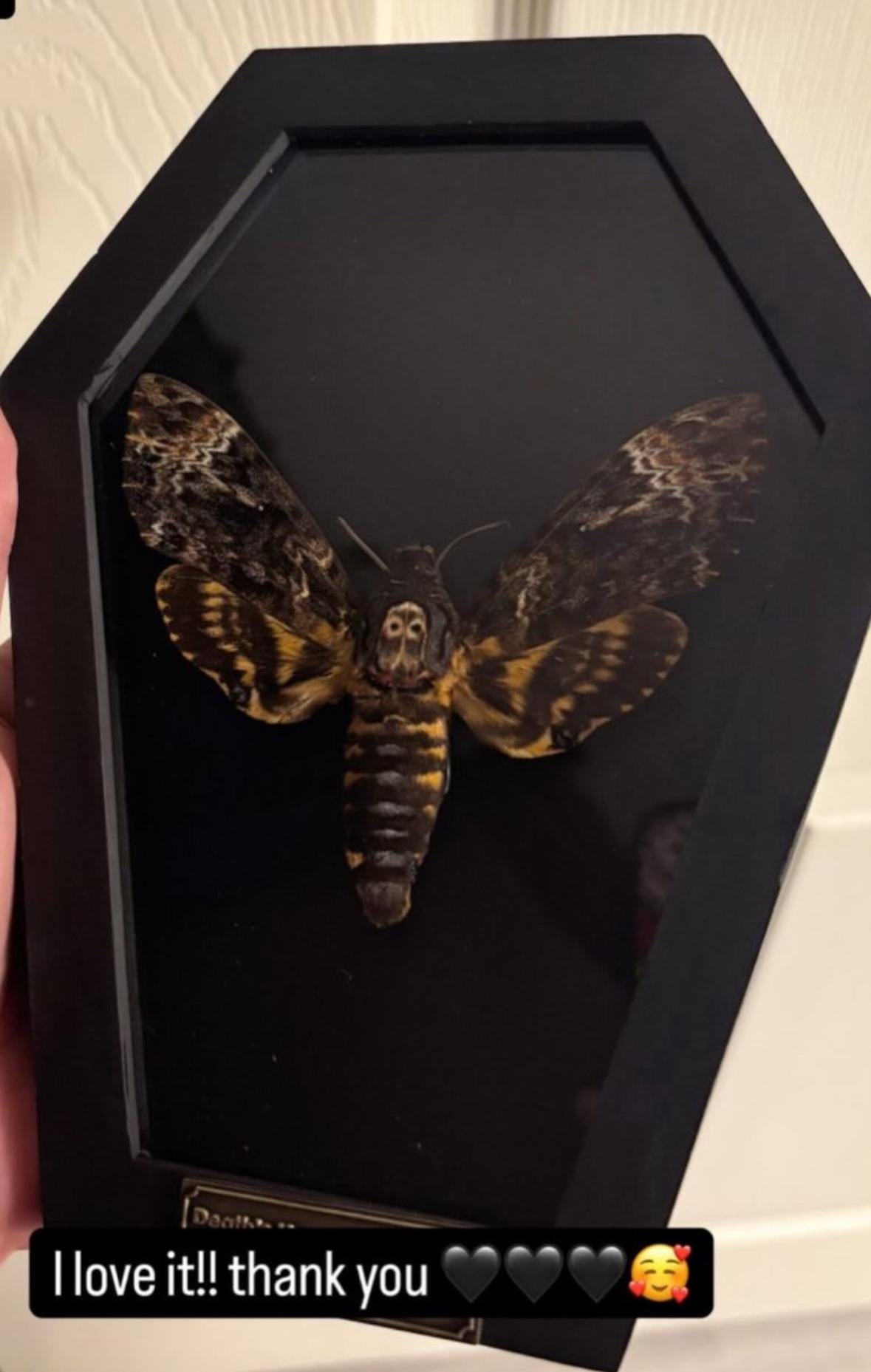 Real Death Head Moth Acherontia Coffin Frame, Black Gothic Hanging Decor, Skull Moth Oddities Curiosities Gallery, Dark Gothic Wall Decor