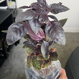 Ekaterina ha añadido una foto de su compra