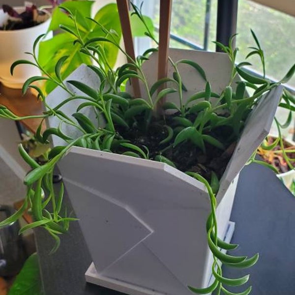 Small, Mini, OR Medium Take Out Planter, Succulent Planters, Takeout ...