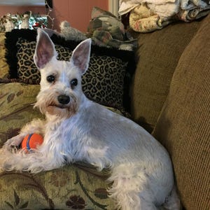 Clemmie ha añadido una foto de su compra