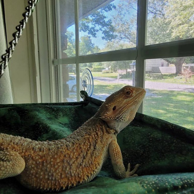 Bearded Dragon Window Perch, Lizard Window Hammock, Reptile Bed, Lizard Window Hammock, Reptile Tank Accessories, Suitable For Lizard Bearded Dragon