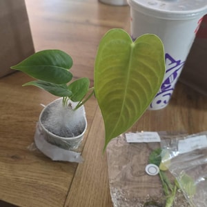 Leslie added a photo of their purchase
