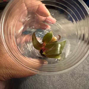 Nancy added a photo of their purchase