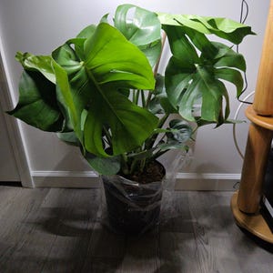 Aprile added a photo of their purchase