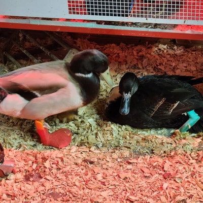 Duck Splint-customized to Your Size Needed SINGLE SPLINT - Etsy