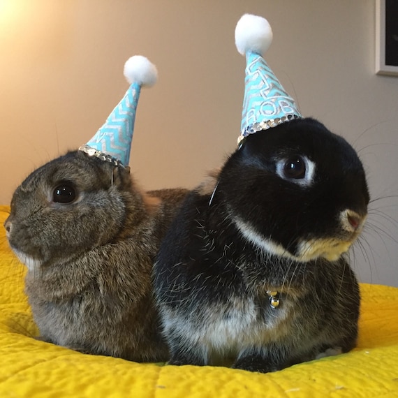 Customer photo of a pet with the First Birthday hat and matching tie