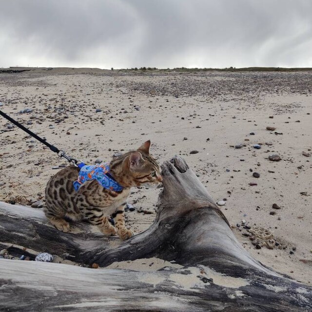 Butterfly Cat Jackets Walking Harness by ButterflyCatJackets