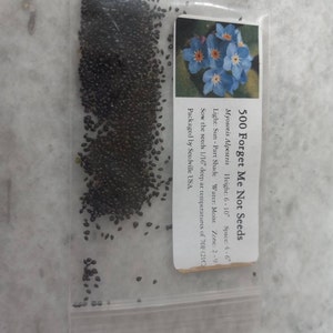 Outsidepride Myosotis Sylvatica Seeds - 5000 Seeds