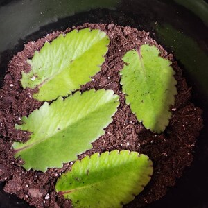 Felicia ha añadido una foto de su compra