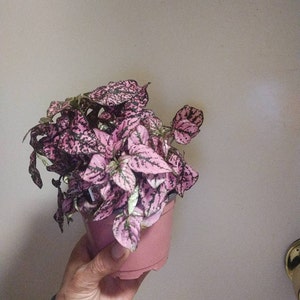 Elizabeth added a photo of their purchase