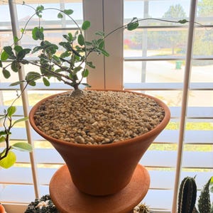 LaTrelle added a photo of their purchase