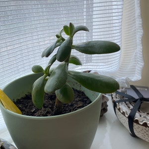 Tasneem hat ein Foto des gekauften Artikels hinzugefügt