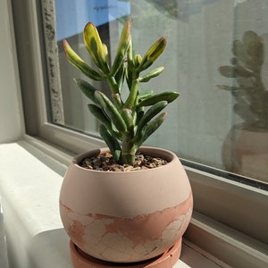 Acquirente Etsy ha aggiunto una foto del proprio acquisto