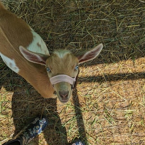 Jaina ha aggiunto una foto del proprio acquisto