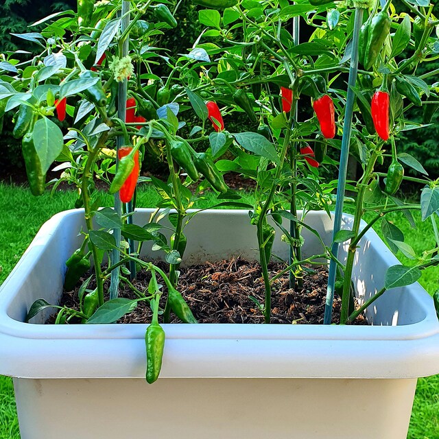 Beautiful Garden Plants by Post by FarmersOutlet on Etsy