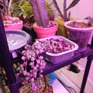 S. added a photo of their purchase