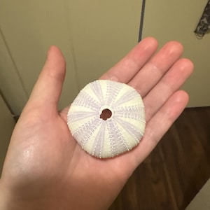Hailea a ajouté une photo de son achat