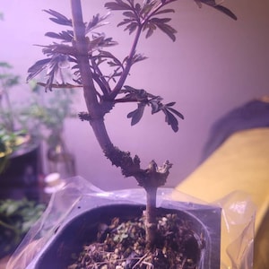 Riley ha añadido una foto de su compra