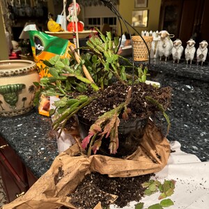 Schlumbergera Bridgesii, Christmas Cactus, Holiday Cactus, Tubular