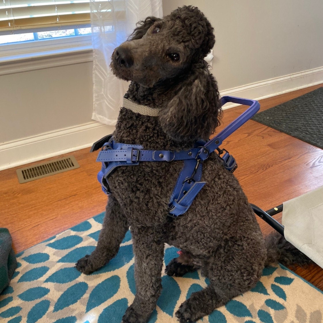 Guide Dog Harness with Y Front for Guide and Pulling, Full Adjustable