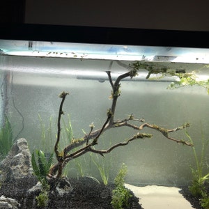 1620 manzanita driftwood buy 2 get 1 free etsy