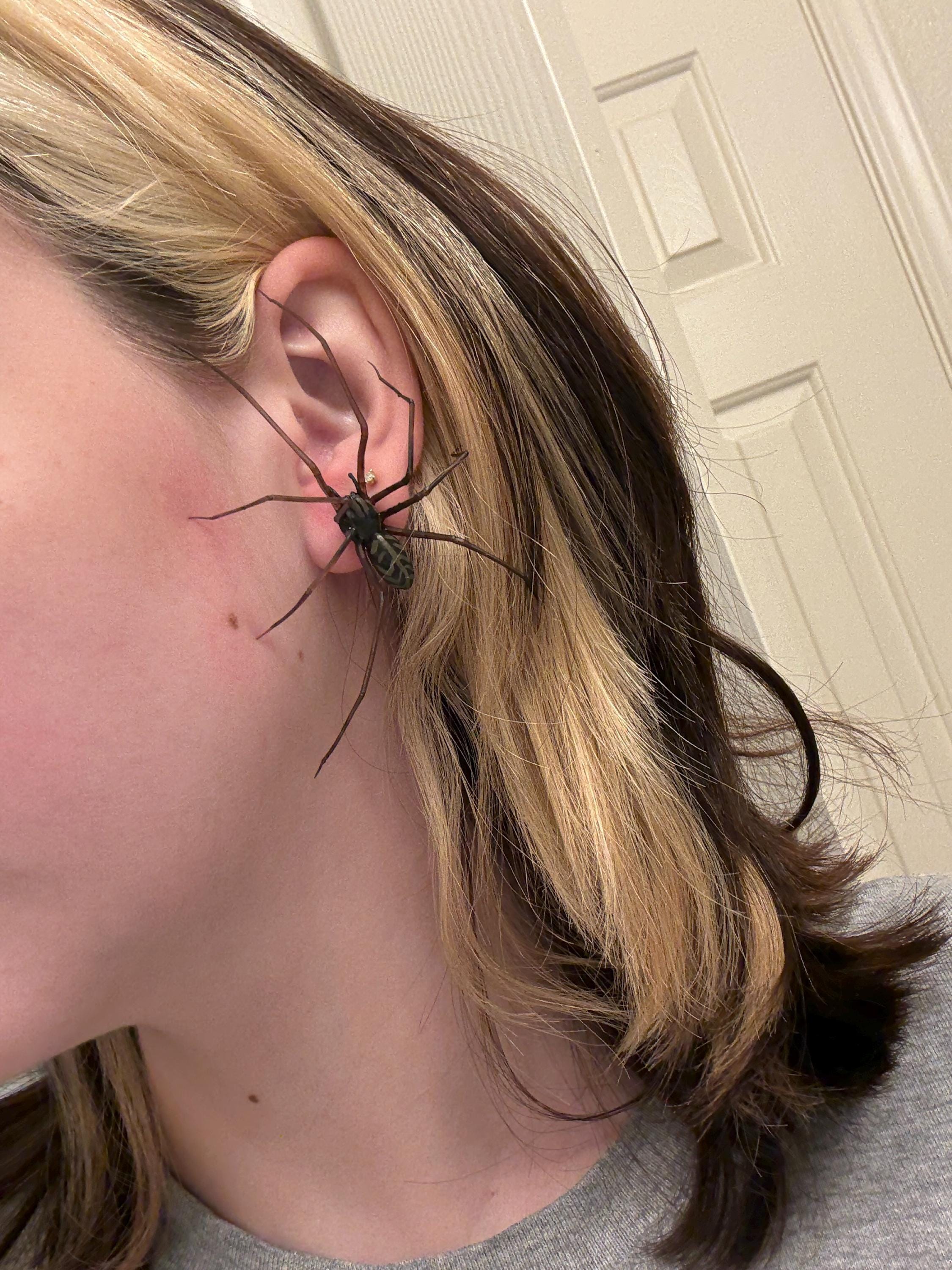 plastic spider as an earring (ORIGINAL!) | realistic giant house spider stud earrings | 1 pcs
