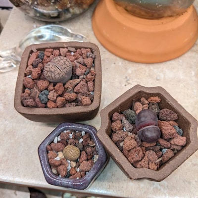 Lithops Julii 'Red Flare' Seeds - 10 Seeds Of Living Stone Succulent, Easy Grow Cactus