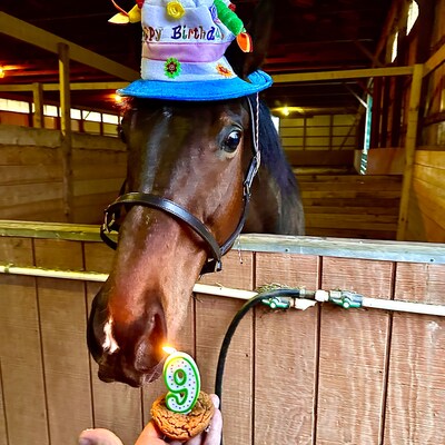 Birthday Hat for Horse or Pony With Candles Soft Equine Birthday Hat