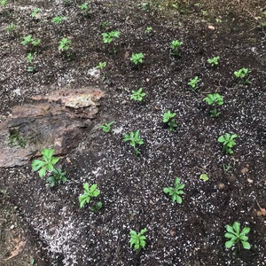Tom adicionaram uma foto da sua compra