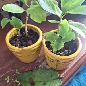 Ann lade till en bild av sitt köp