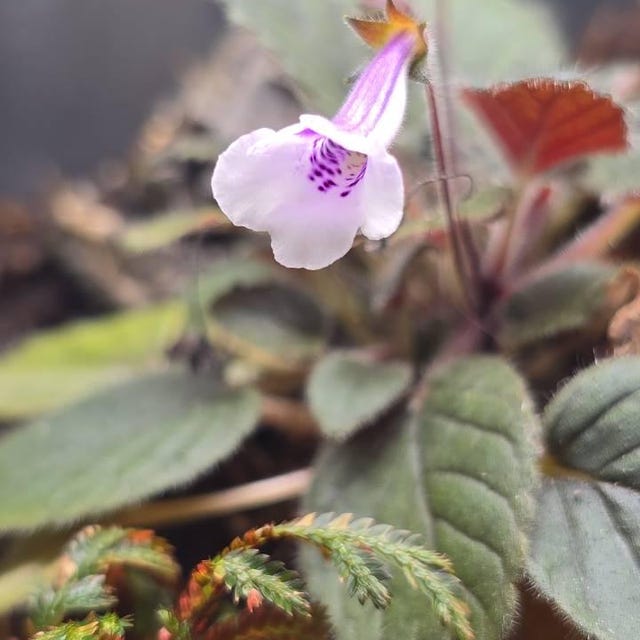 Sinningia 'freckles' - African Violet Family - Great for a