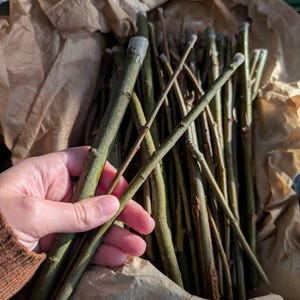 Angela ha aggiunto una foto del proprio acquisto