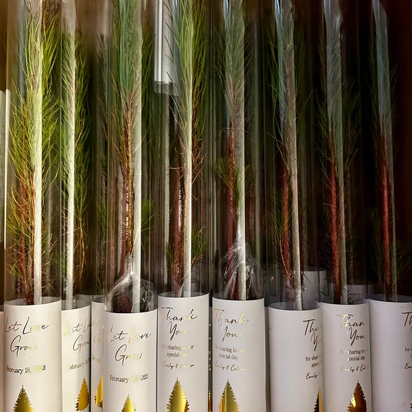 Let Love Grow Wedding Favor Pine Tree Wedding Favor Gift Tree