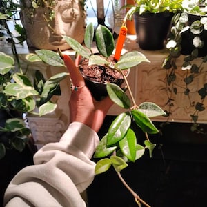 Tia added a photo of their purchase