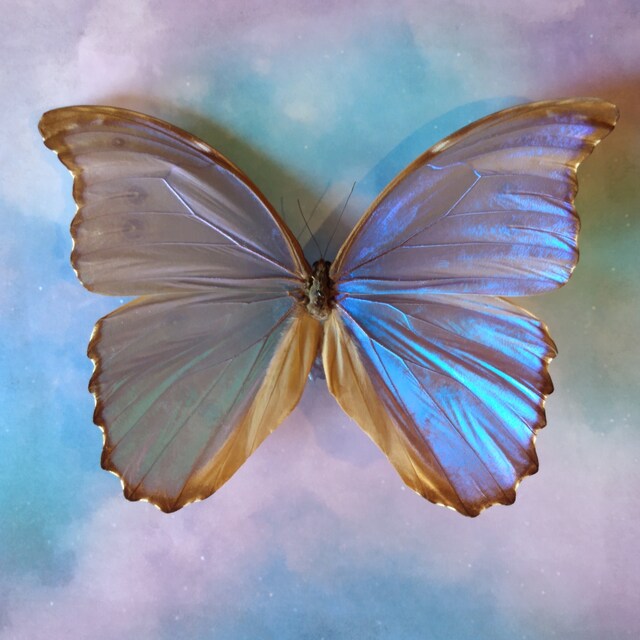 Morpho Godarti Asarpai 