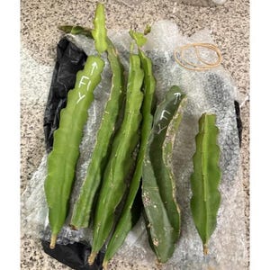 ALLAN added a photo of their purchase